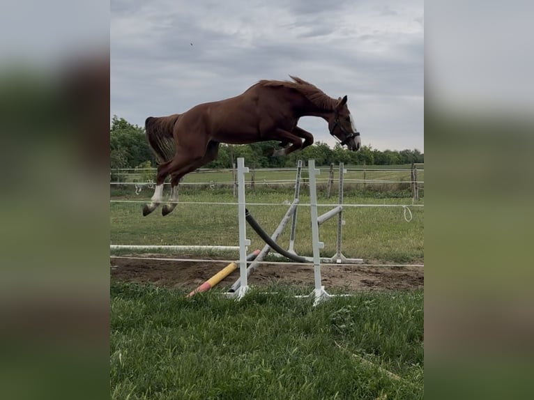 Zangersheider Wallach 3 Jahre 169 cm Dunkelfuchs in Kisbér