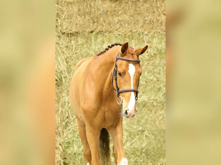 Zangersheider Wallach 3 Jahre 169 cm Fuchs in Bladel