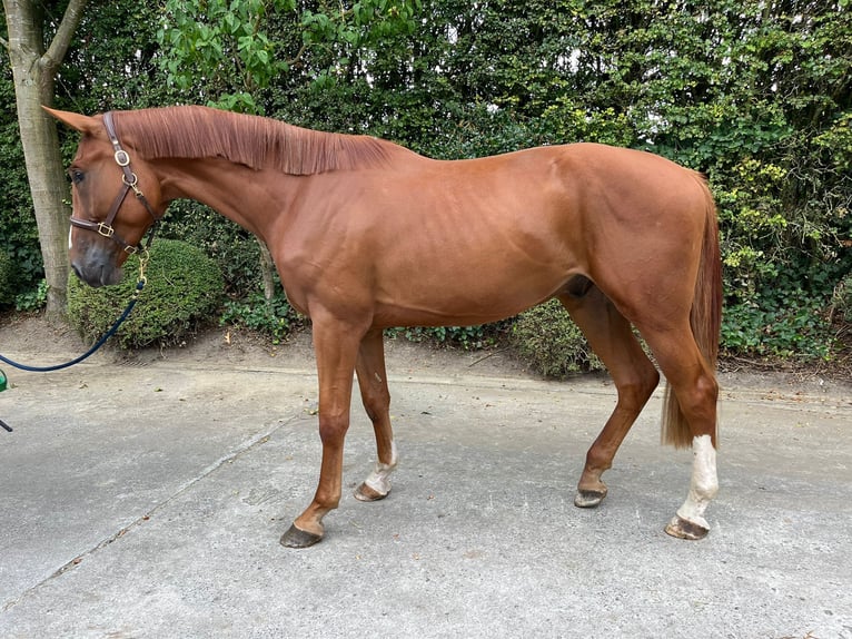 Zangersheider Wallach 3 Jahre 172 cm Fuchs in GROTE-BROGEL