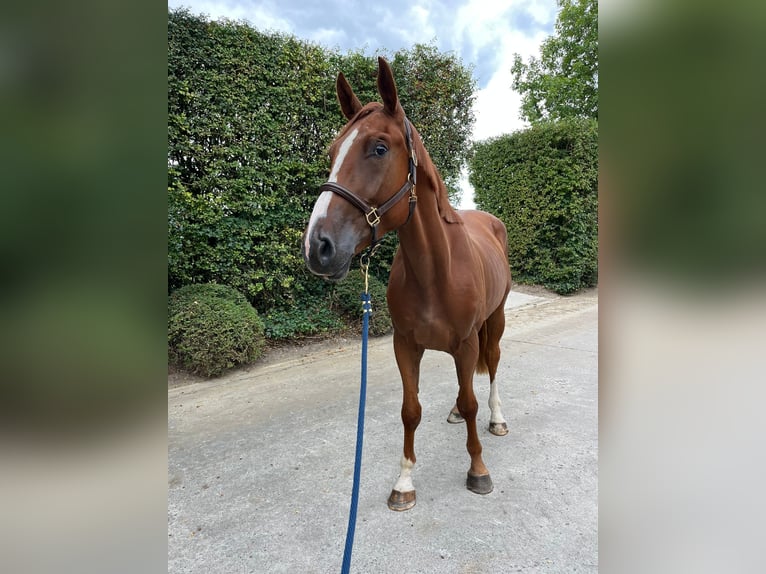 Zangersheider Wallach 3 Jahre 172 cm Fuchs in GROTE-BROGEL