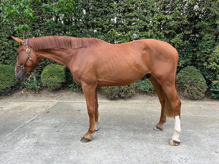 Zangersheider Wallach 3 Jahre 172 cm Fuchs in GROTE-BROGEL