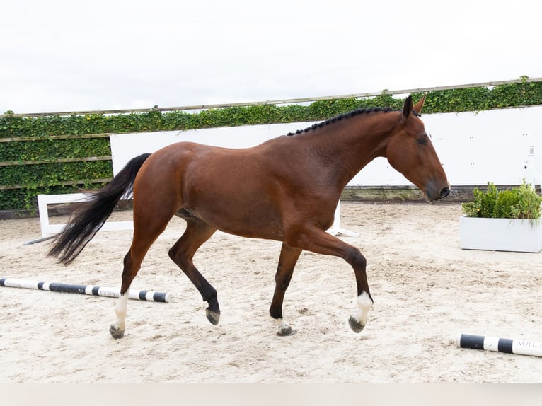 Zangersheider Wallach 3 Jahre 173 cm Brauner in Waddinxveen