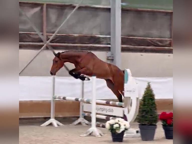 Zangersheider Wallach 3 Jahre 173 cm Rotbrauner in Orchies
