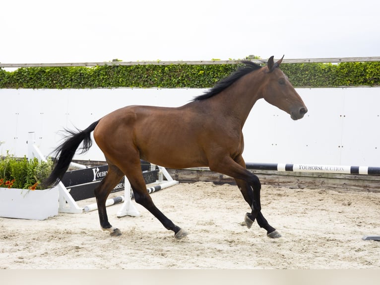 Zangersheider Wallach 3 Jahre 175 cm Brauner in Waddinxveen