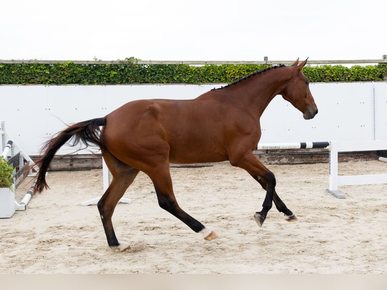 Zangersheider Wallach 3 Jahre 178 cm Brauner in Waddinxveen Zangersheider Wallach 3 Jahre 178 cm Brauner in Waddinxveen