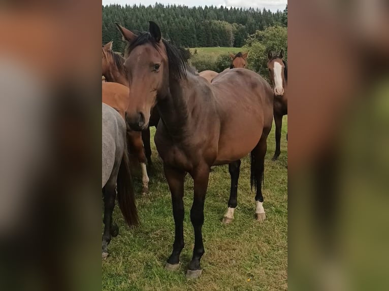 Zangersheider Wallach 3 Jahre Brauner in Ohrdruf