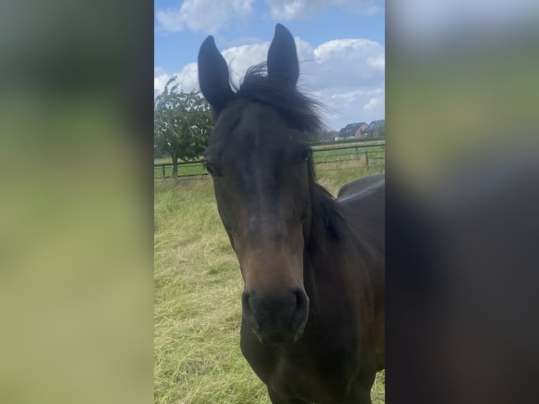 Zangersheider Wallach 3 Jahre Schwarzbrauner in Bornheim