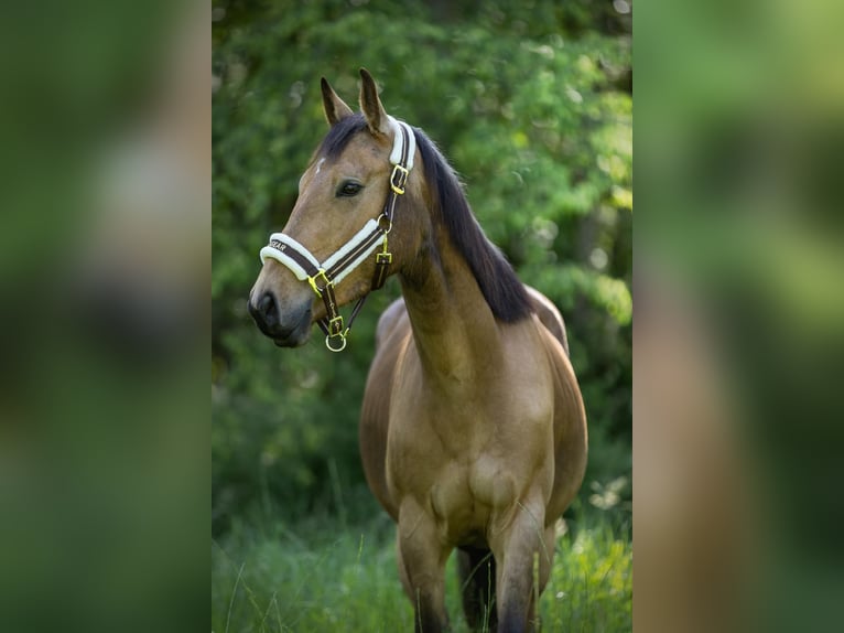 Zangersheider Wallach 4 Jahre 148 cm Cremello in Heusden-Zolder