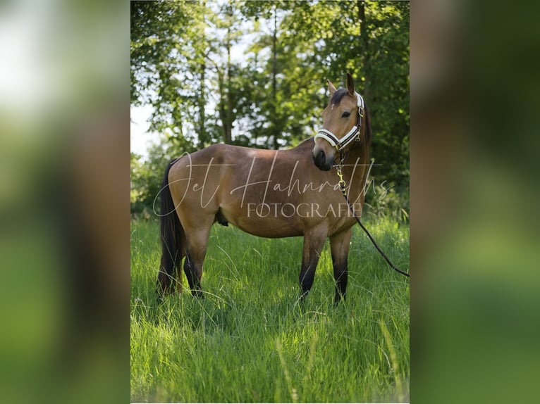 Zangersheider Wallach 4 Jahre 148 cm Cremello in Heusden-Zolder