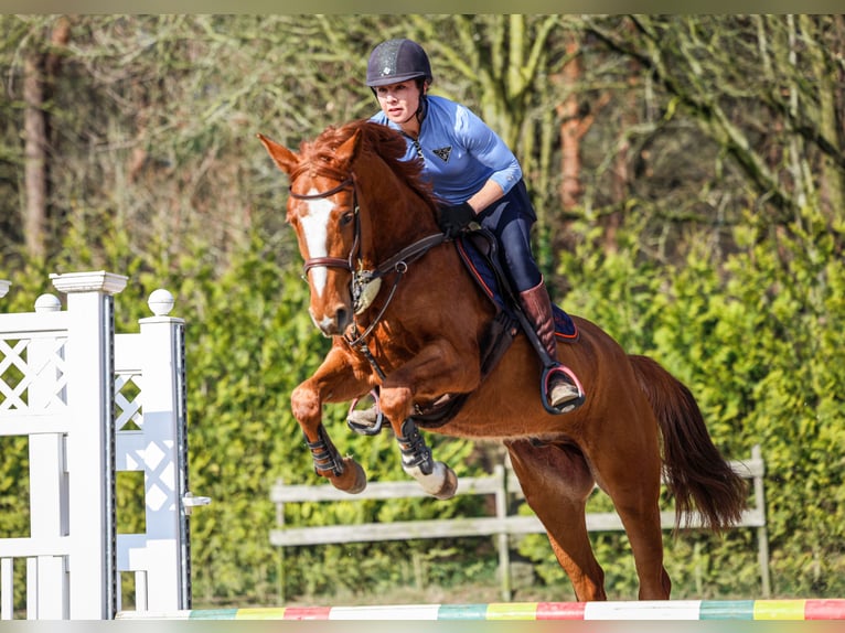Zangersheider Wallach 4 Jahre 159 cm Fuchs in Steensel