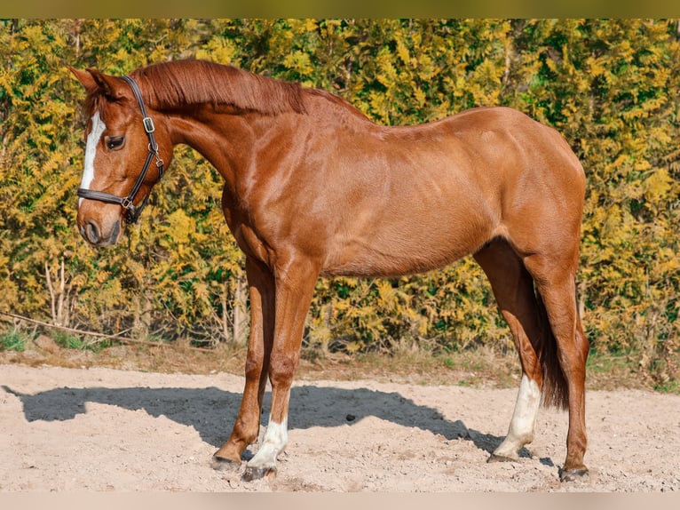Zangersheider Wallach 4 Jahre 159 cm Fuchs in Steensel