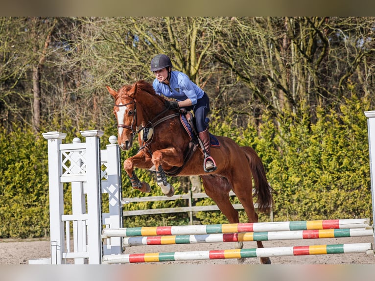 Zangersheider Wallach 4 Jahre 159 cm Fuchs in Steensel