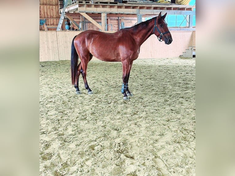 Zangersheider Wallach 4 Jahre 160 cm Brauner in Biberbach