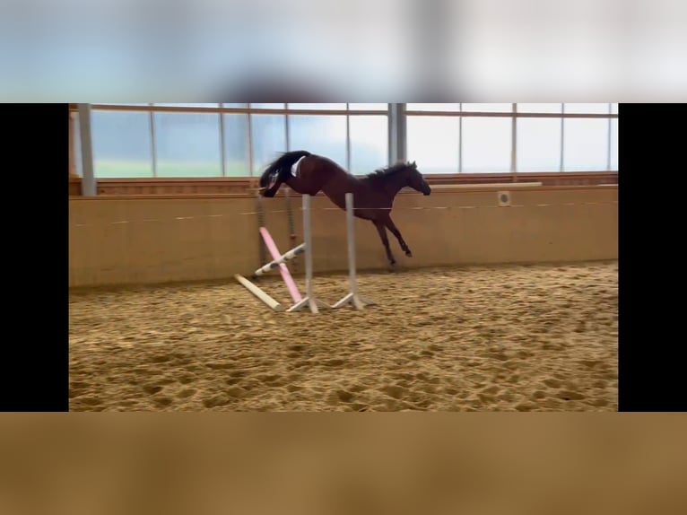 Zangersheider Wallach 4 Jahre 160 cm Brauner in Biberbach