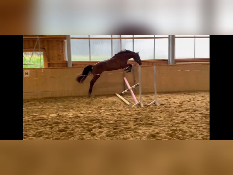 Zangersheider Wallach 4 Jahre 160 cm Brauner in Biberbach
