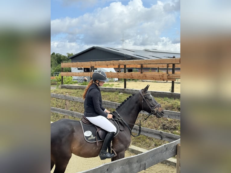 Zangersheider Wallach 4 Jahre 160 cm Dunkelbrauner in Velbert