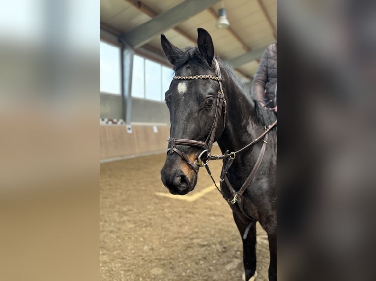 Zangersheider Wallach 4 Jahre 160 cm Dunkelbrauner in Velbert