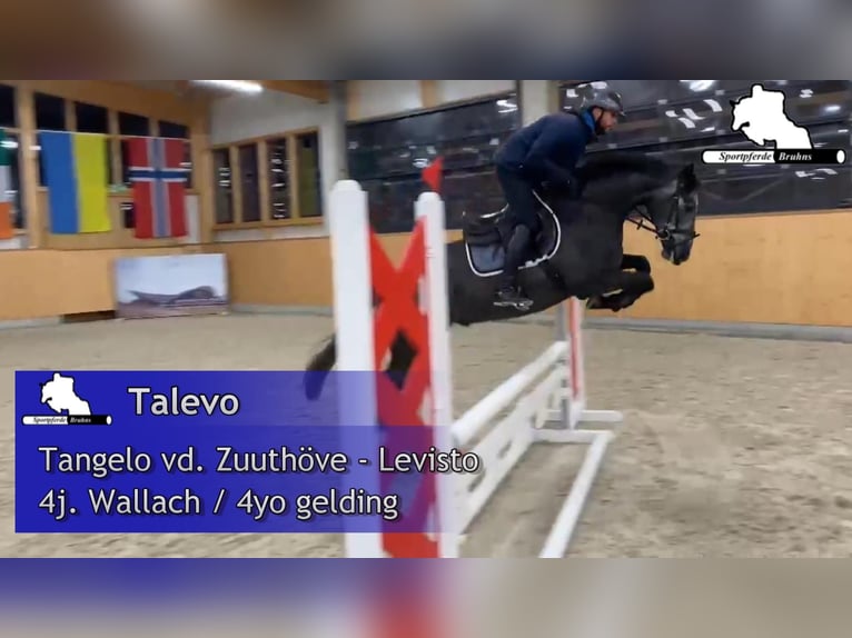 Zangersheider Wallach 4 Jahre 160 cm Schimmel in Gadow