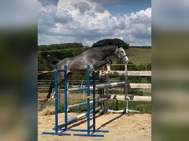 Zangersheider Wallach 4 Jahre 160 cm Schimmel in Ohmden