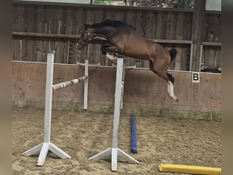 Zangersheider Wallach 4 Jahre 162 cm Dunkelbrauner in Königsbach-Stein