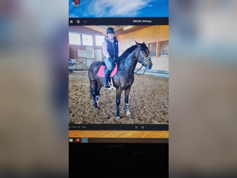 Zangersheider Wallach 4 Jahre 162 cm Dunkelbrauner in Leibelbach