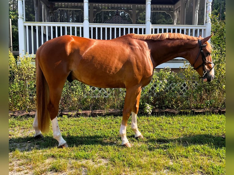 Zangersheider Wallach 4 Jahre 162 cm Dunkelfuchs in Chesterfield, VA