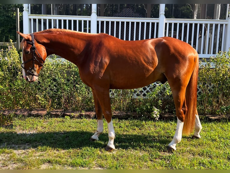 Zangersheider Wallach 4 Jahre 162 cm Dunkelfuchs in Chesterfield, VA