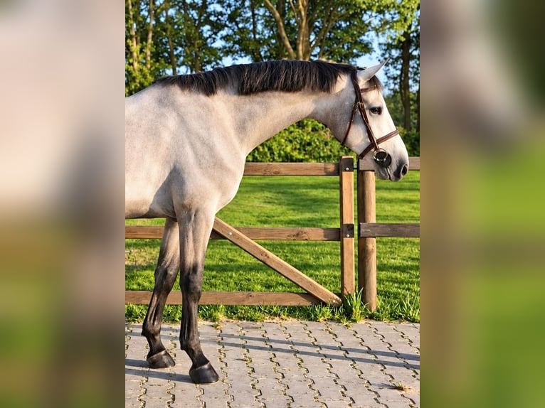 Zangersheider Wallach 4 Jahre 162 cm Schimmel in Königsbach-Stein