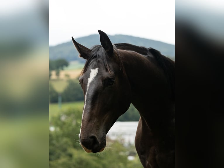 Zangersheider Wallach 4 Jahre 163 cm Dunkelbrauner in Tann