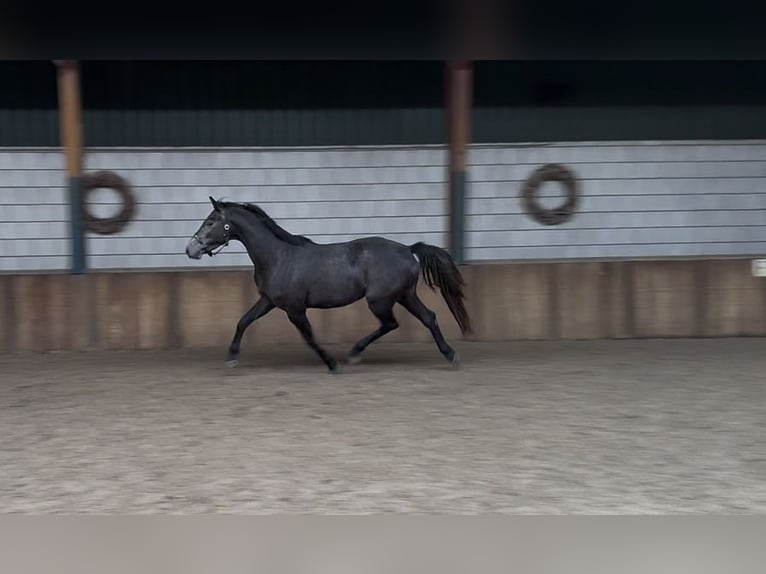 Zangersheider Wallach 4 Jahre 164 cm Blauschimmel in Oud Gastel