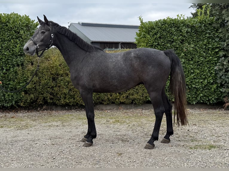 Zangersheider Wallach 4 Jahre 164 cm Blauschimmel in Oud Gastel