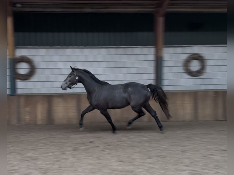 Zangersheider Wallach 4 Jahre 164 cm Blauschimmel in Oud Gastel