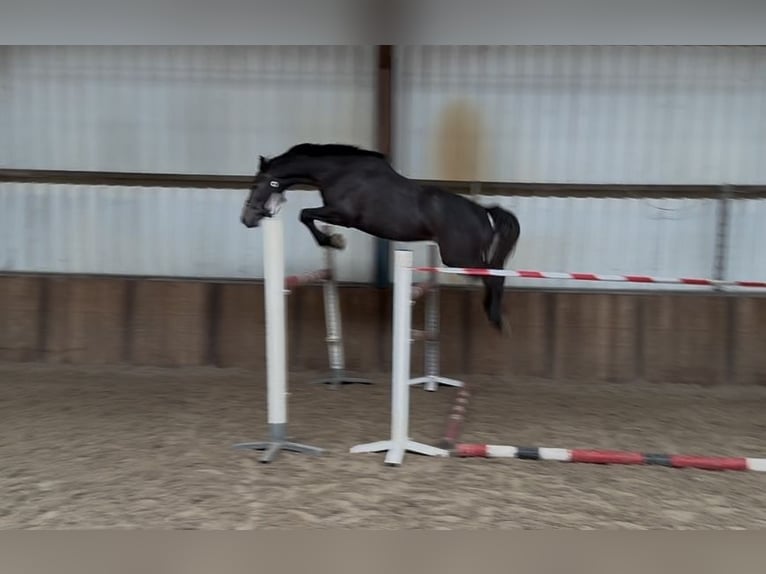 Zangersheider Wallach 4 Jahre 164 cm Blauschimmel in Oud Gastel