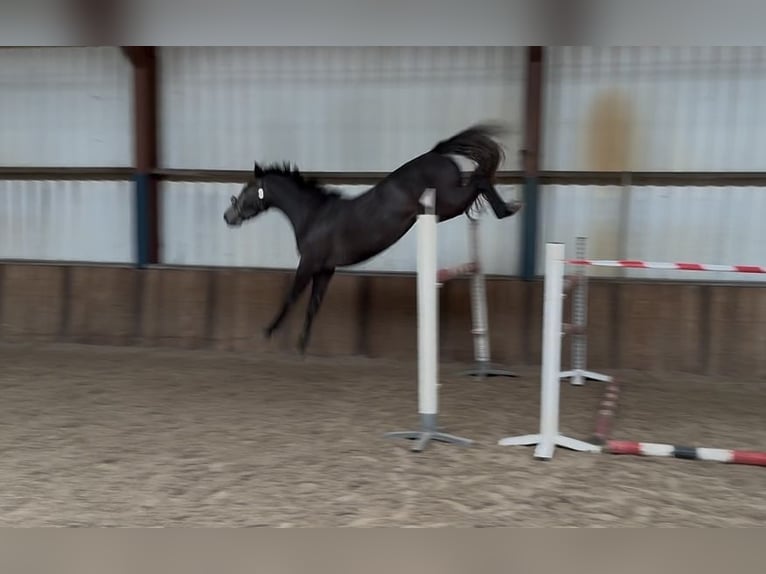 Zangersheider Wallach 4 Jahre 164 cm Blauschimmel in Oud Gastel