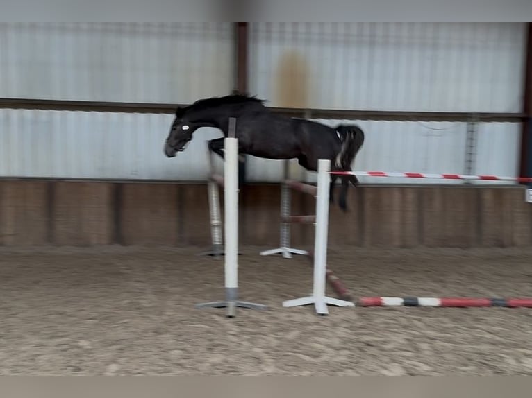 Zangersheider Wallach 4 Jahre 164 cm Blauschimmel in Oud Gastel