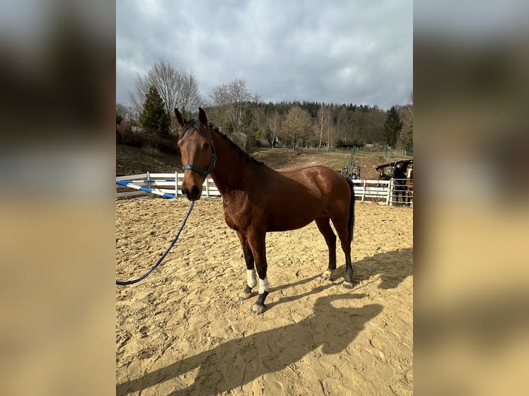 Zangersheider Wallach 4 Jahre 164 cm Brauner in Zella-Mehlis