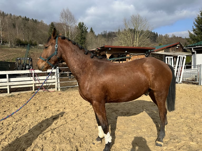 Zangersheider Wallach 4 Jahre 164 cm Brauner in Zella-Mehlis