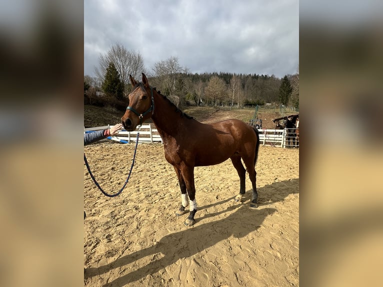 Zangersheider Wallach 4 Jahre 164 cm Brauner in Zella-Mehlis