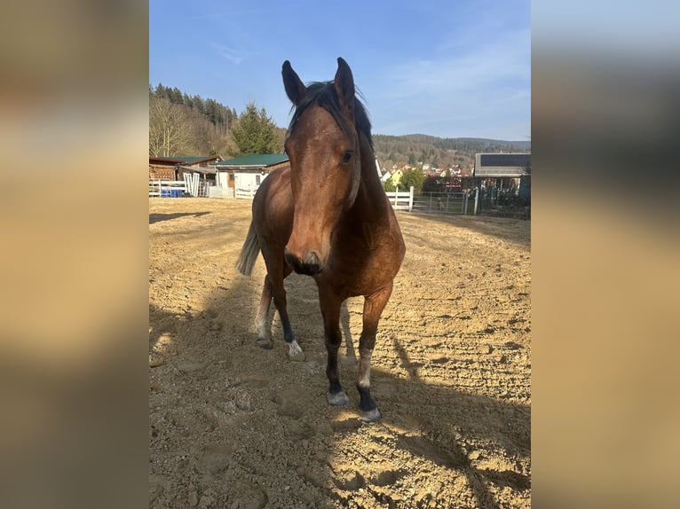 Zangersheider Wallach 4 Jahre 164 cm Brauner in Zella-Mehlis
