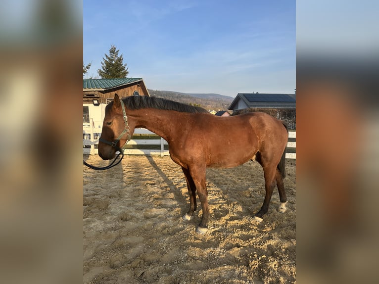 Zangersheider Wallach 4 Jahre 164 cm Brauner in Zella-Mehlis