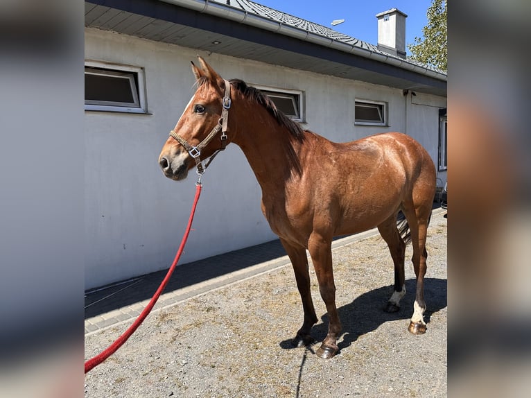 Zangersheider Wallach 4 Jahre 164 cm Brauner in Bierzwnik