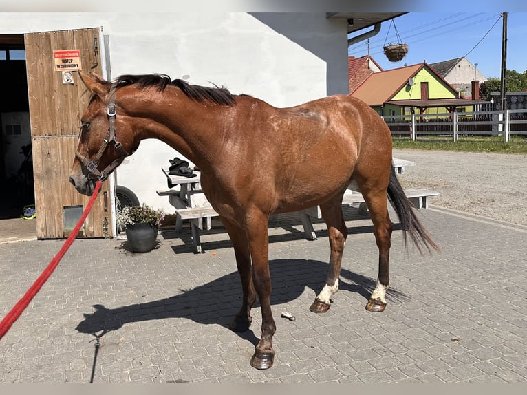 Zangersheider Wallach 4 Jahre 164 cm Brauner in Bierzwnik