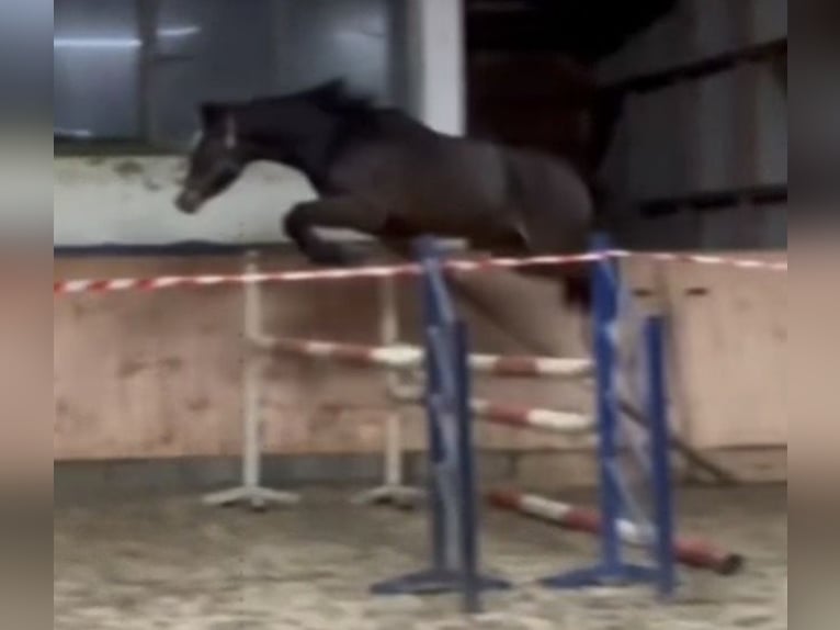 Zangersheider Wallach 4 Jahre 164 cm Dunkelbrauner in Neuferchau