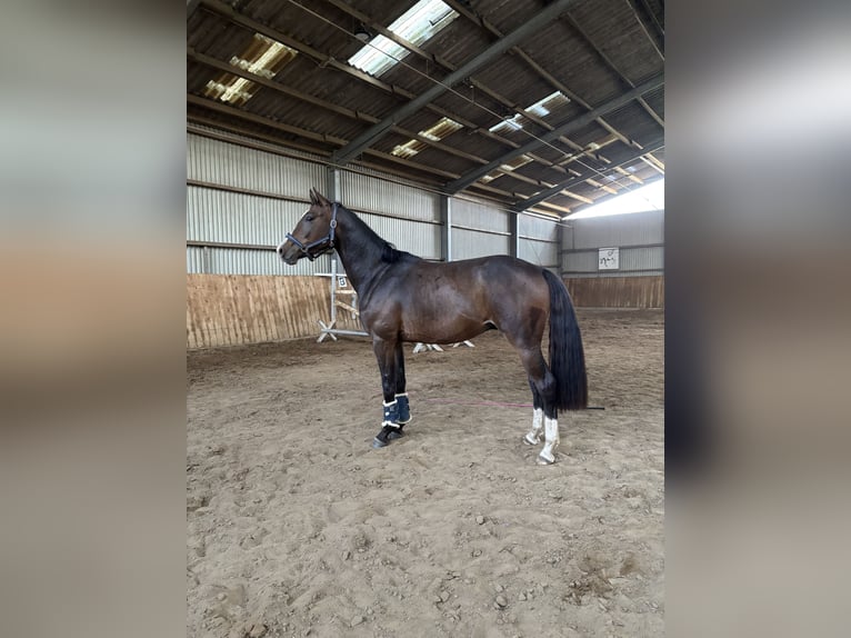 Zangersheider Wallach 4 Jahre 164 cm Dunkelbrauner in Neuferchau