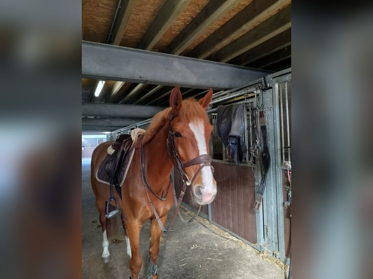 Zangersheider Wallach 4 Jahre 164 cm Fuchs in Weelde
