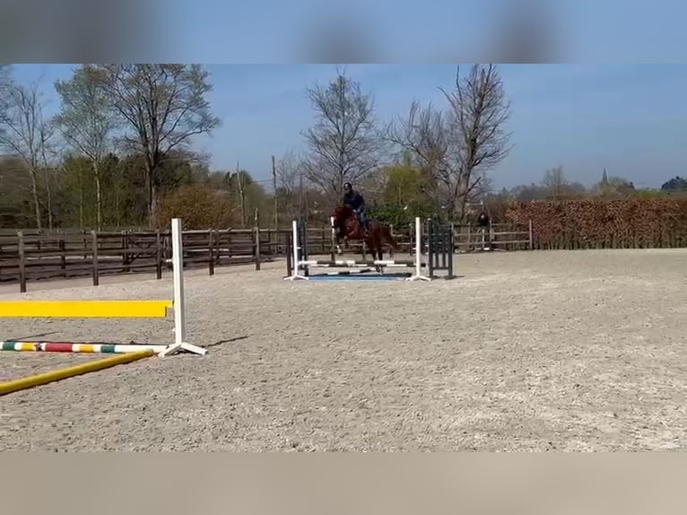 Zangersheider Wallach 4 Jahre 164 cm Fuchs in Weelde