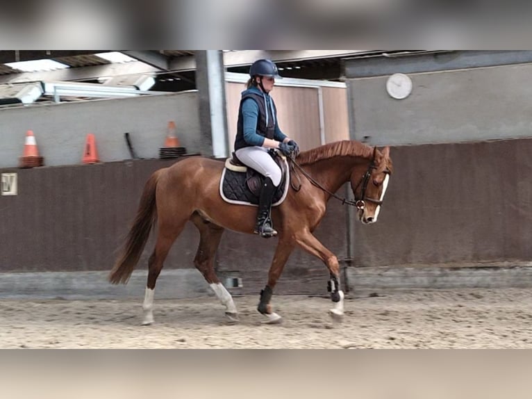 Zangersheider Wallach 4 Jahre 164 cm Fuchs in Weelde