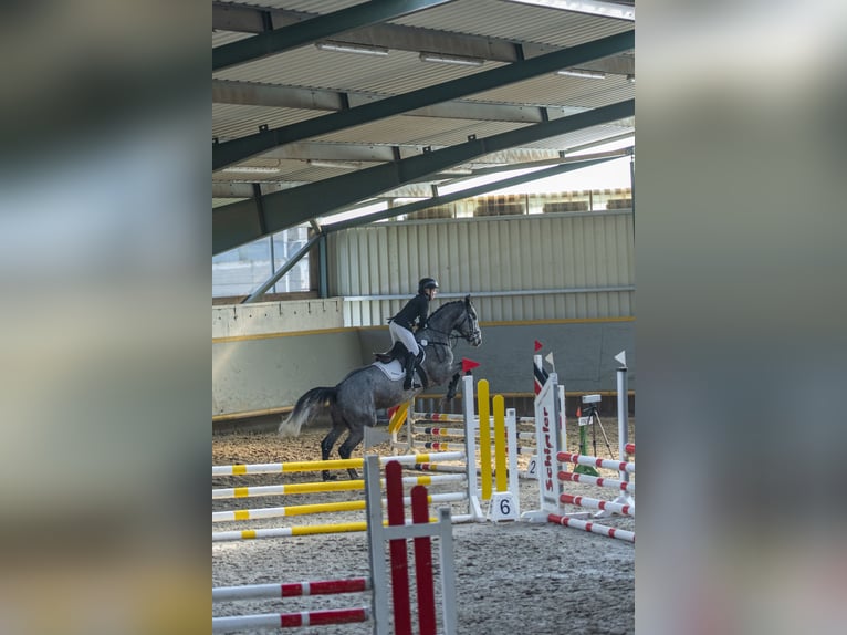 Zangersheider Wallach 4 Jahre 165 cm Apfelschimmel in Hopfgarten