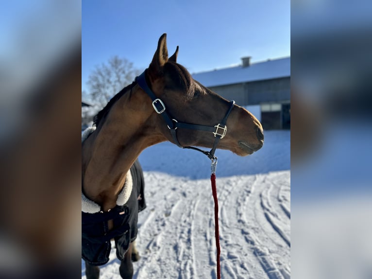 Zangersheider Wallach 4 Jahre 165 cm Brauner in Allershausen