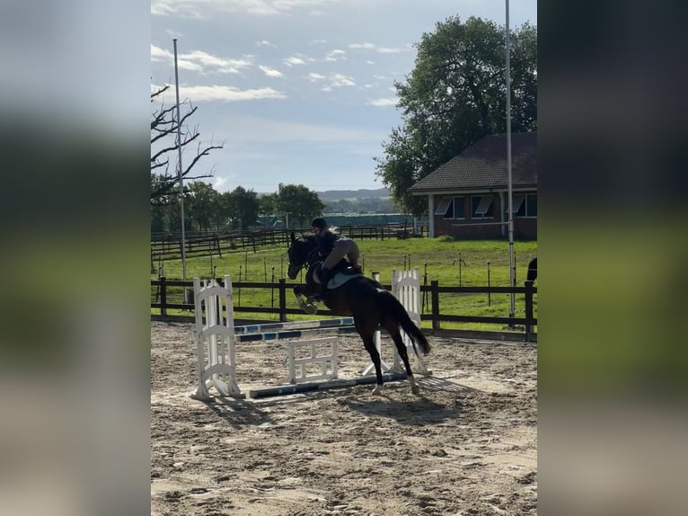 Zangersheider Wallach 4 Jahre 165 cm Brauner in Nettersheim
